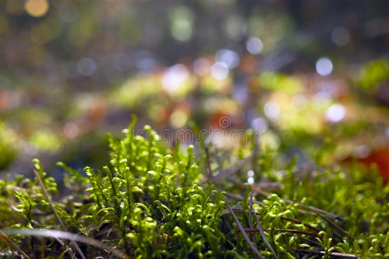 Fern Sprouts In The Pine retroiluminado Forest On Sunny Autumn Day Fondo enmascarado imagen de archivo libre de regalías Fern Sprouts In The Pine retroiluminado Forest On Sunny Autumn Day Fondo enmascarado imagen de archivo libre de regalías