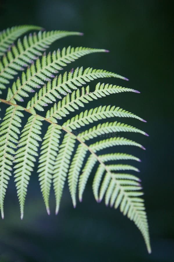 Fern Tree