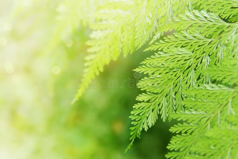 Fern tropical deja su fondo verde natural con espacio para copiar fotografía de archivo Fern tropical deja su fondo verde natural con espacio para copiar fotografía de archivo