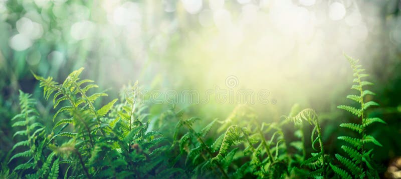 Fern in tropical jungle forest with sun light, outdoor nature background