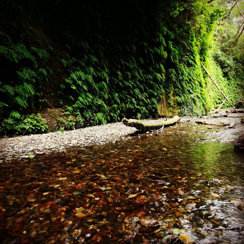 Fern valley park stock photo. Image of stream, clear 66920858