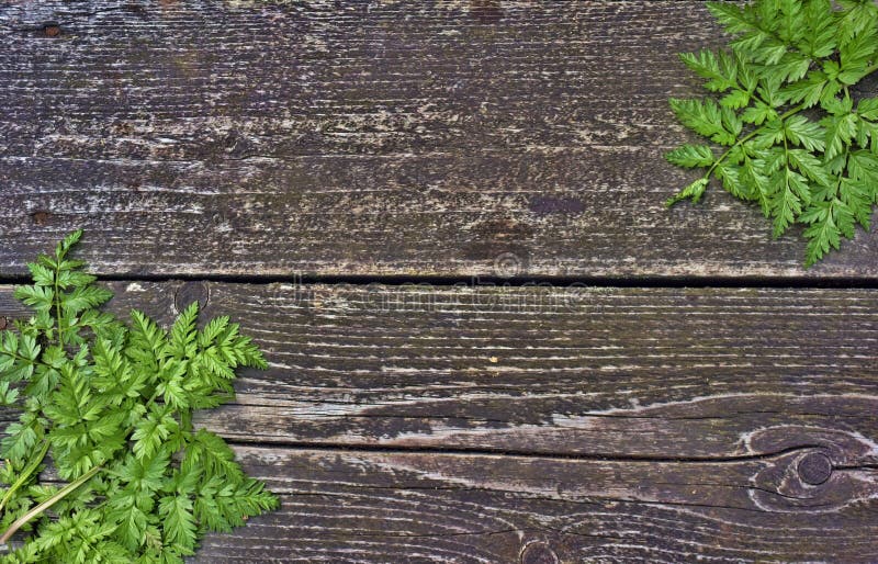 Fern on wooden background