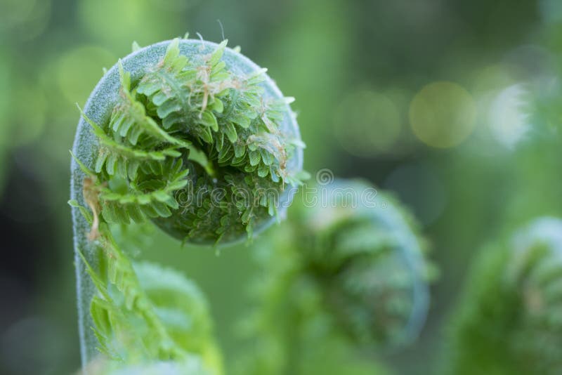 Image result for free images unfurling verdant fern