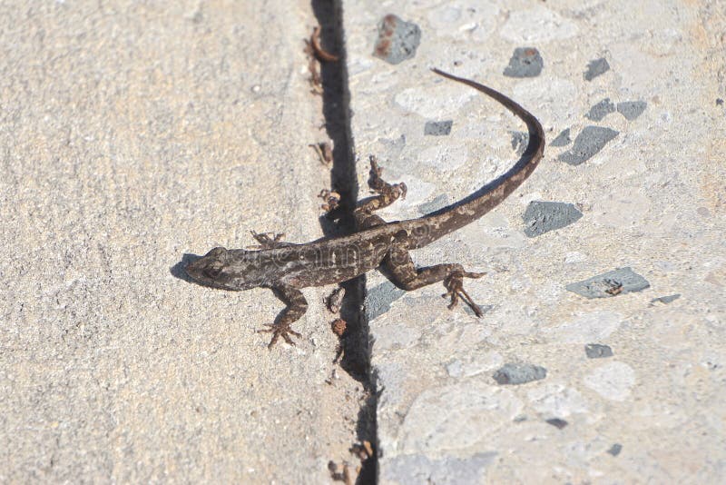 Fernandina Beach, Florida: Anole marroni immagine stock Fernandina Beach, Florida: Anole marroni immagine stock