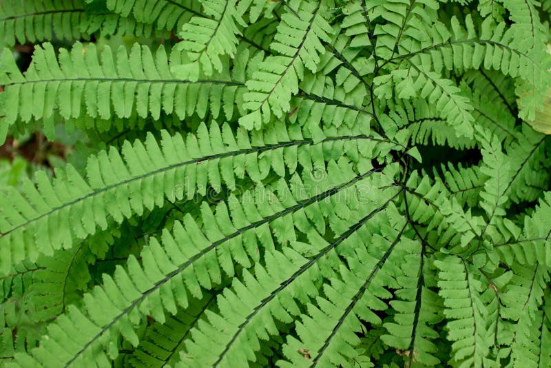 Ferns