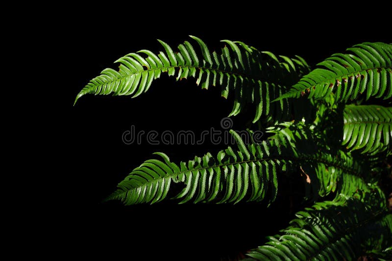 Ferns