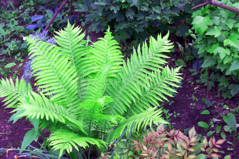 Ferns