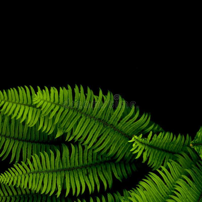 Ferns background