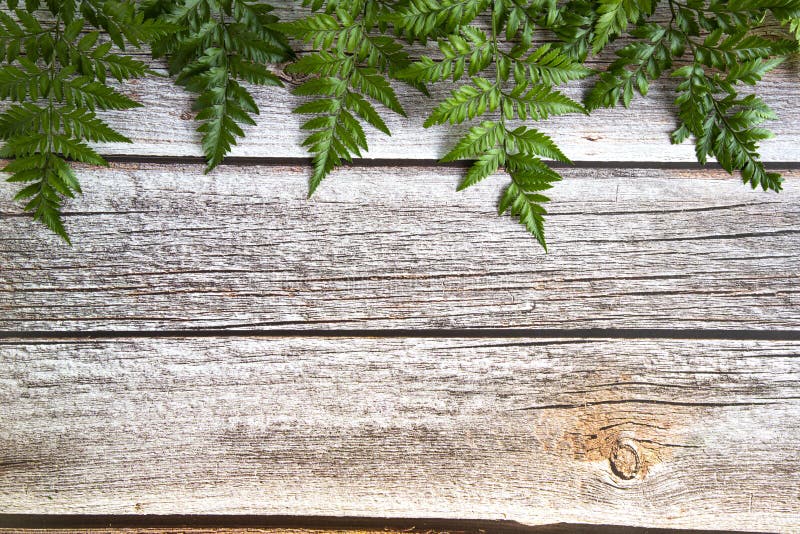 Fresh rainforest ferns on brown wood background. Mock up template design. Copy space, green, tree, plant, nature, natural, sprigs, leaves, leafs, wooden, blank, empty, message, document, object, isolated, garden, exterior, top, view, pattern, minimal, foliage, flora, botany, frond, ornamental, young, texture, organic, tropical, stem, beautiful, color, summer, style, spring, decorative. Fresh rainforest ferns on brown wood background. Mock up template design. Copy space, green, tree, plant, nature, natural, sprigs, leaves, leafs, wooden, blank, empty, message, document, object, isolated, garden, exterior, top, view, pattern, minimal, foliage, flora, botany, frond, ornamental, young, texture, organic, tropical, stem, beautiful, color, summer, style, spring, decorative