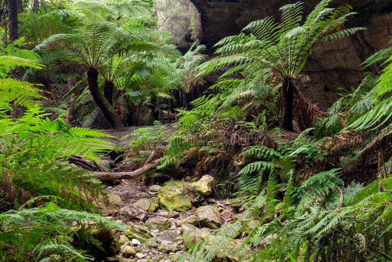 The ferns and canyon walls at the Lithgow Glowworm tunnel in the Blue Mountains New South Wales Australia on 31st July 2019