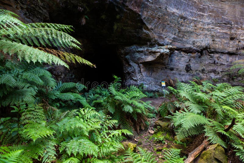 The ferns and canyon walls at the Lithgow Glowworm tunnel in the