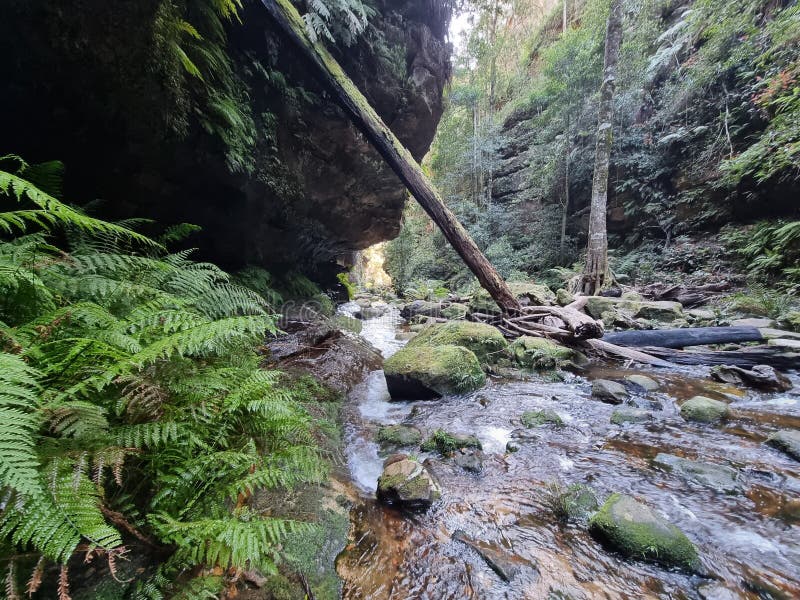 Ferns and a rock Overhang on Greaves Creek on the Grand Canyon Track in the Blue Mountains