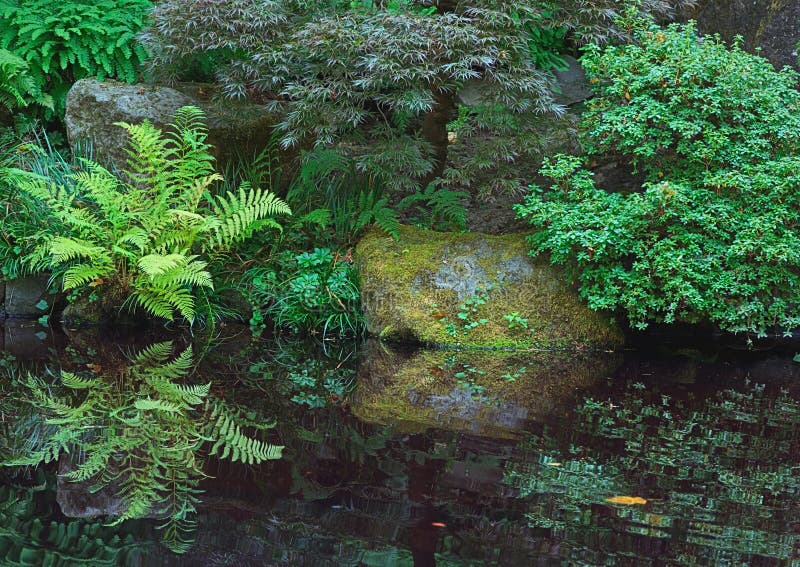 Ferns, Japanese Garden stock photo Ferns, Japanese Garden stock photo