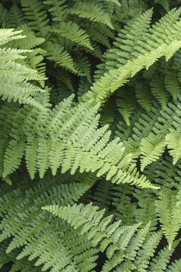 Ferns leaf detail in a UK garden, wood fern Dryopteris Felix-mas