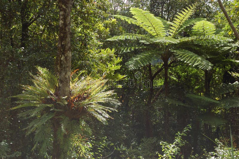 Ferns of New Caledona