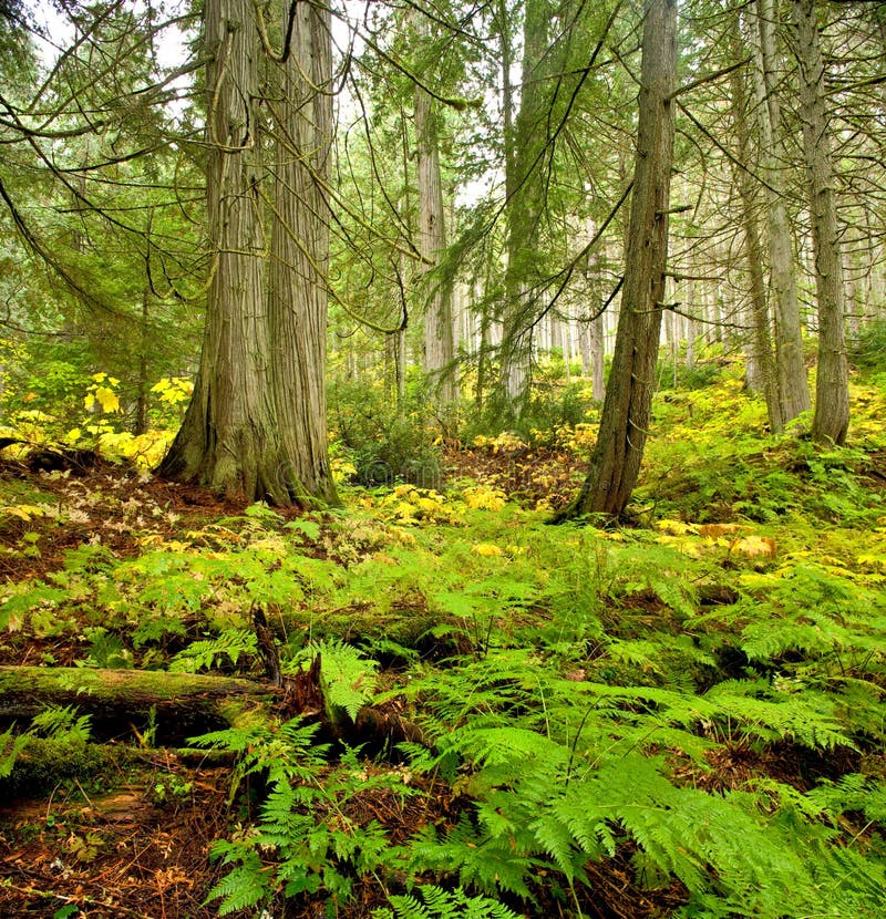 A Trail through the Hoh Rainforest in Olympic National Park, Was Stock ...