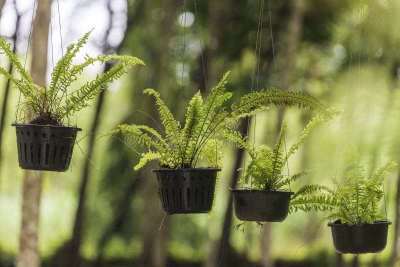 Ferns that are Planted in Hanging Pots are Used As Decorative Plants in