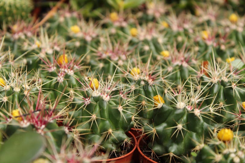 Ferocactus Gracilis w ogródzie zdjęcie stock Ferocactus Gracilis w ogródzie zdjęcie stock