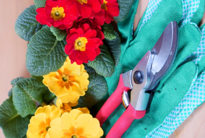 Clippers, gardening gloves and two flowers, red and yellow primroses. Clippers, gardening gloves and two flowers, red and yellow primroses