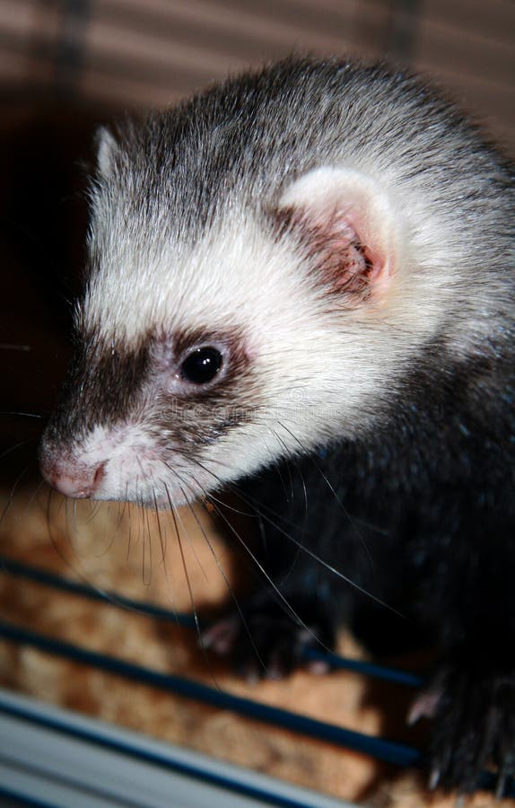 Small ferret stock image. Image of hunting, cute, pink 9291881