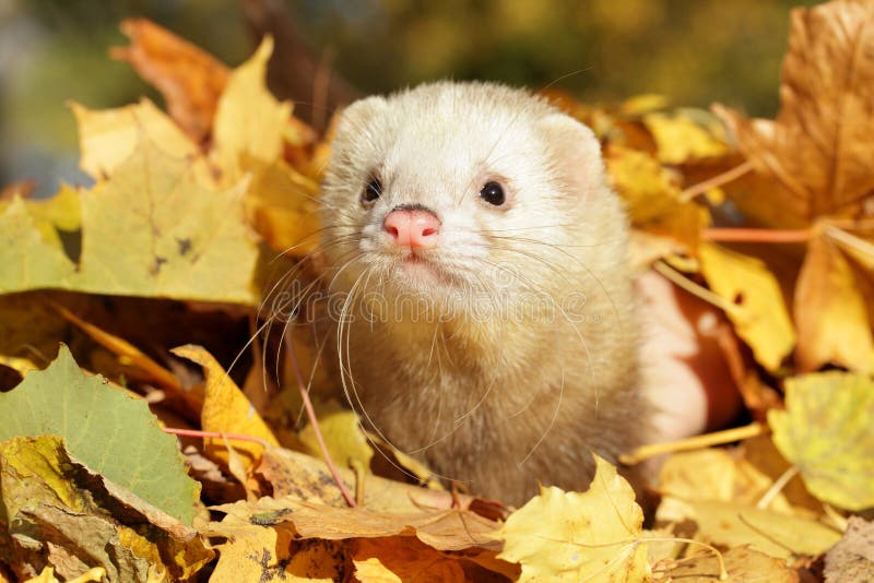 Ferret in Yellow Autumn Leaves Stock Photo Image of mustela, autumn
