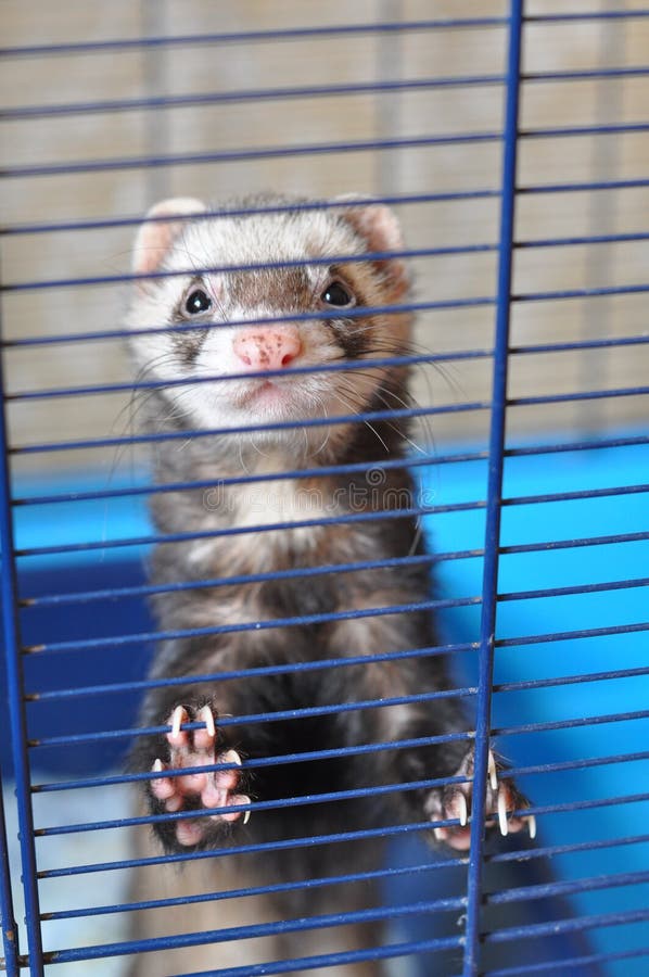 ferret in a cage