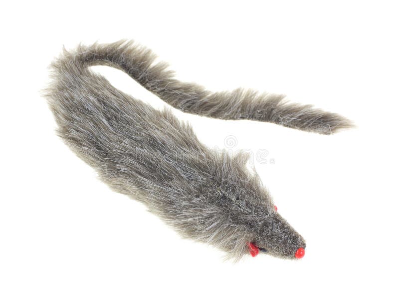 Ferret Cat Toy Top View stock photo. Image of tail, gray - 31825330