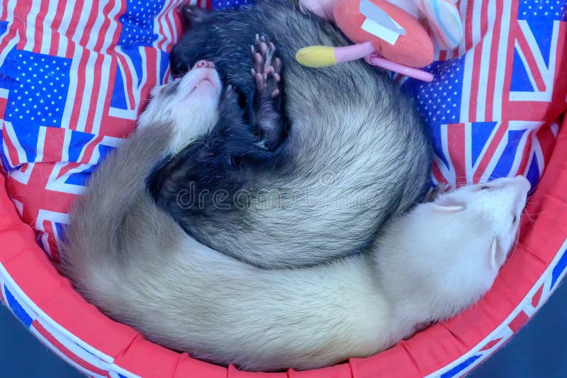 Funny Ferret Lying Bed Stock Photos Free & RoyaltyFree Stock Photos from Dreamstime