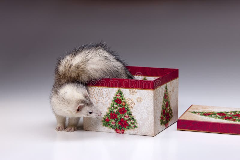 Ferret gets out of Christmas box.