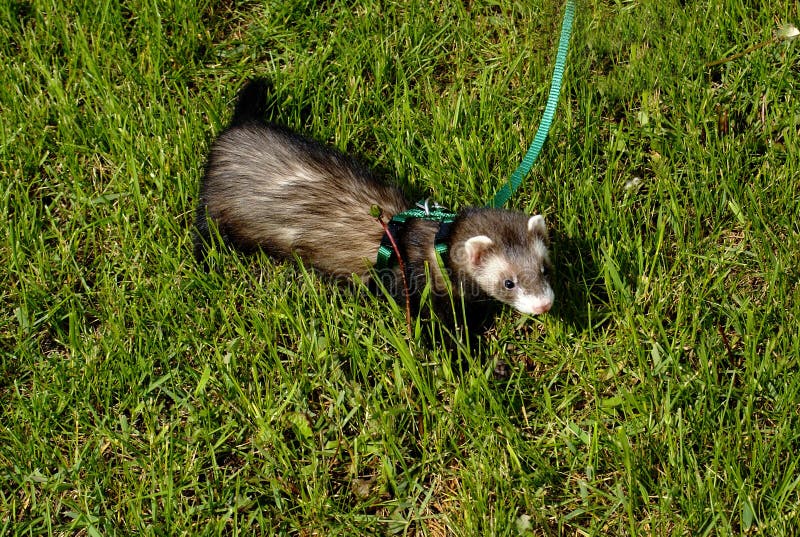 Ferret Walking in the Grass Stock Photo Image of furry, polecat 20149110