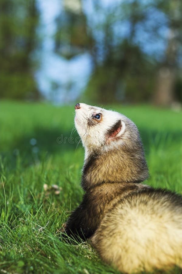 Ferret look stock photo Ferret look stock photo