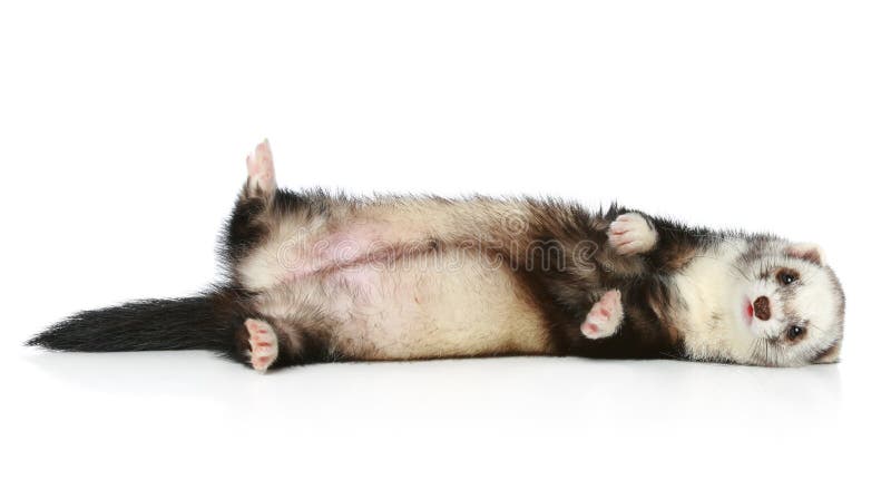 Ferret lying on a white background stock photography Ferret lying on a white background stock photography