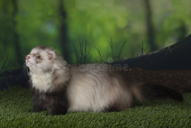 Ferret Puppy Playing Outdoors on a Summer Day Stock Photo Image of