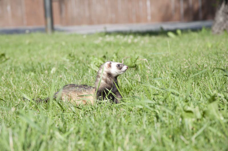 Ferret Walking In The Grass Stock Photo Image of furry, polecat 20149110