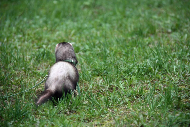 A Ferret Walking Outdoors in the Grass, Rear View Stock Photo Image