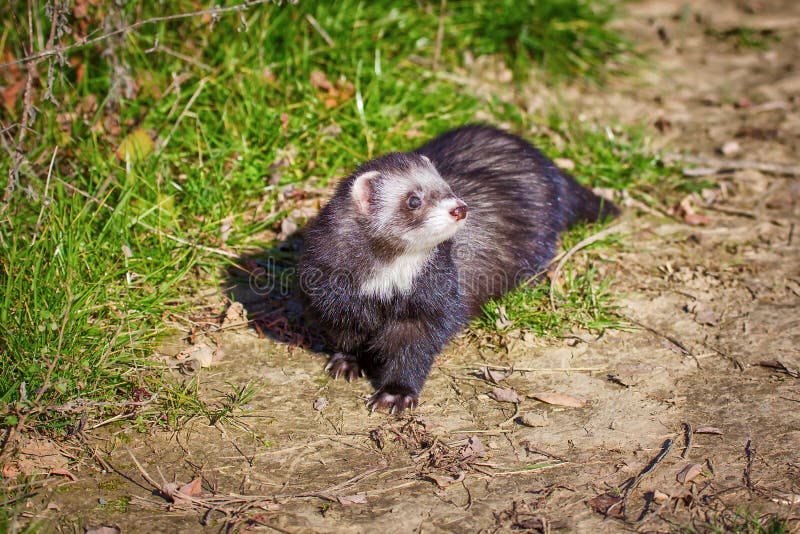 The Ferret Walks in the Park Stock Photo Image of nature, background