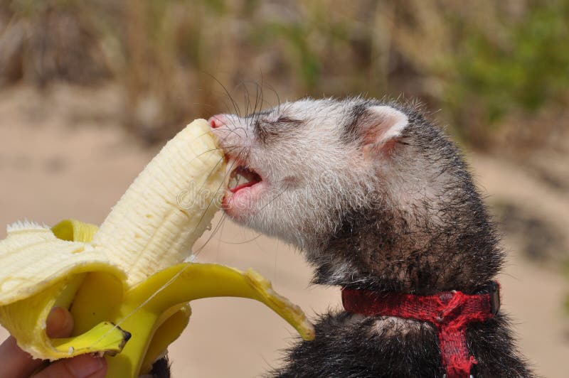 Adrenal Disease Ferret stock photo. Image of exotic, rescue 7271612