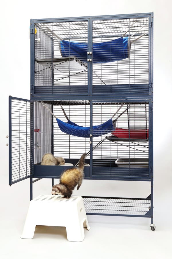 Two Ferrets in Cage Isolated Stock Photo Image of putorius, playful