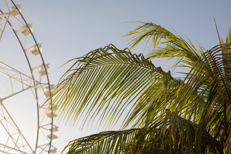 Ferris wheel and palm tree stock image