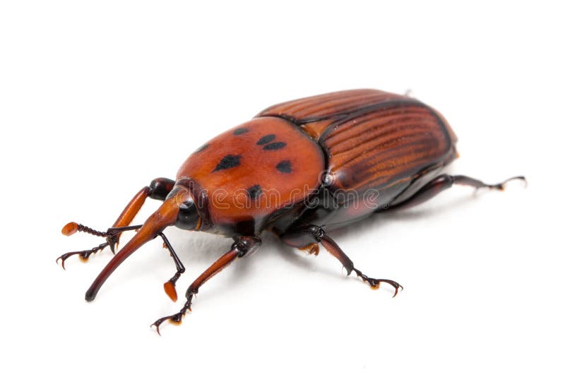 Ferrugineus de Rhynchophorus fotografia de stock Ferrugineus de Rhynchophorus fotografia de stock