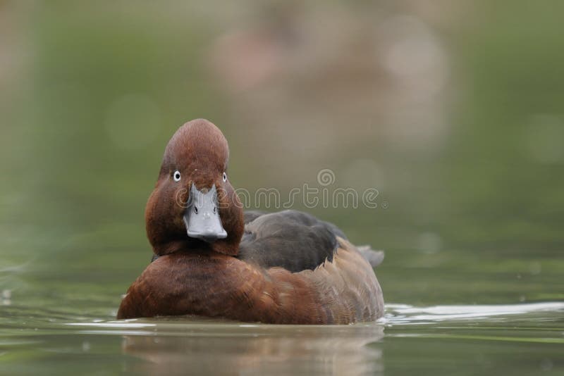 Ferruginous Duck - Aythya nyroca stock photos
