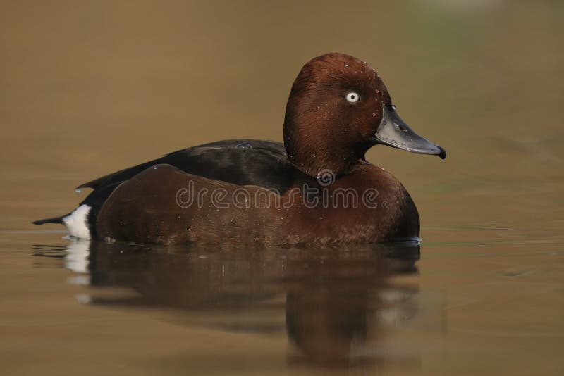 Ferruginous Duck , Aythya nyroca stock images