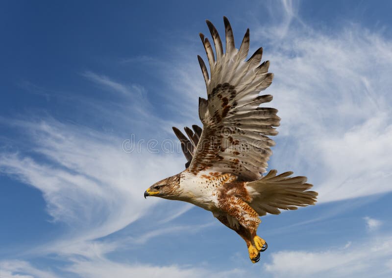 Veľký Železný Hawk v lete s pozadí modrej oblohy.