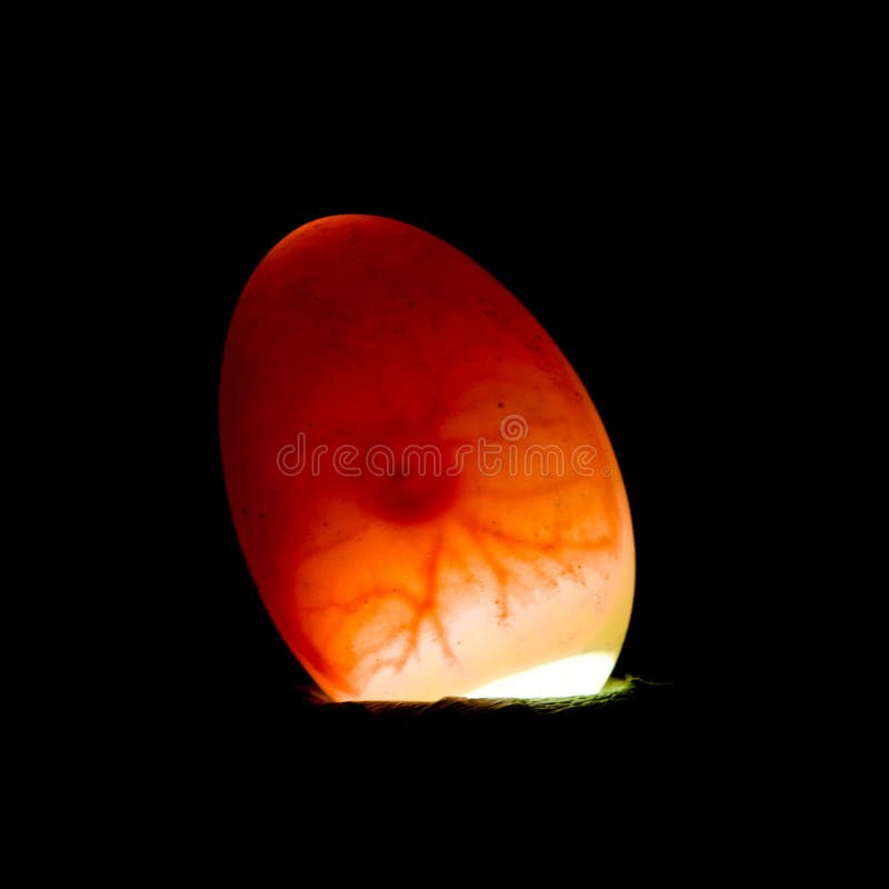 Fertile duck egg stock photo. Image of poultry, incubated 22475390