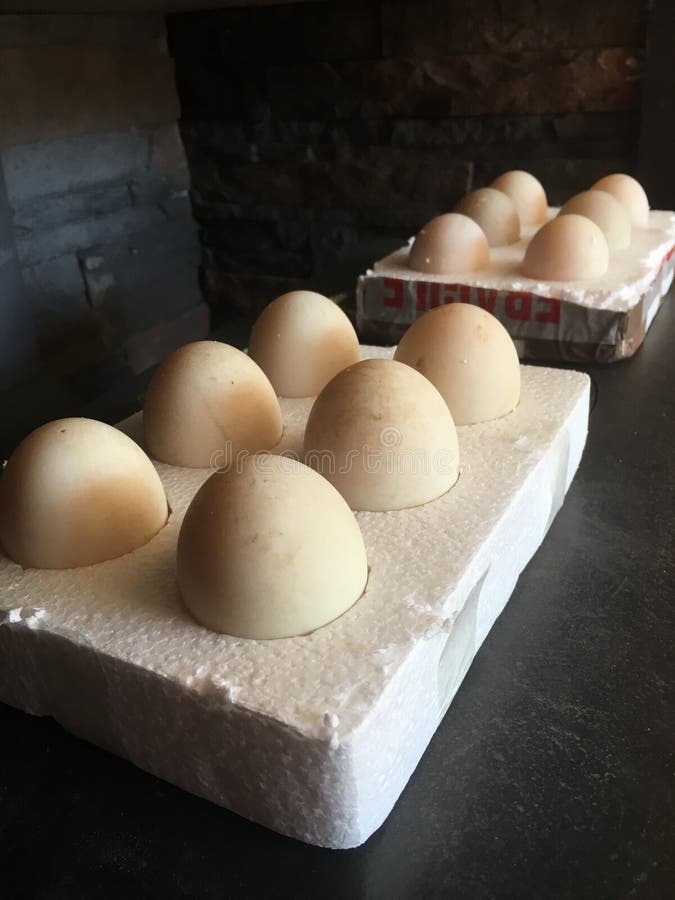 Fertile Hatching Eggs Beginning Their Life. Stock Image Image of life