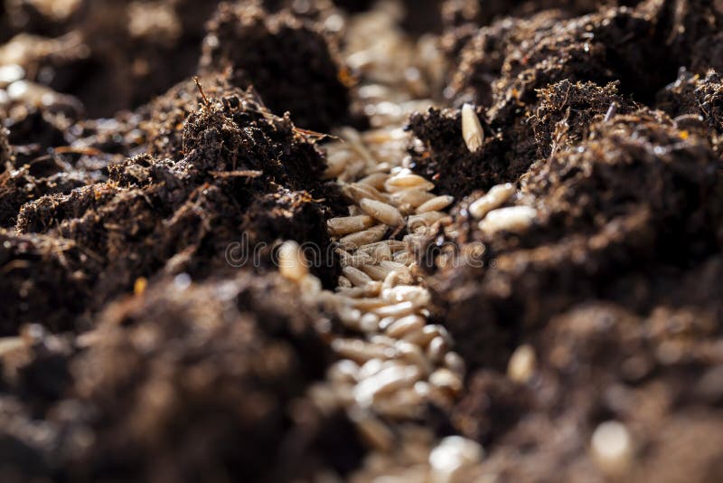 Fertile Soil in Which Wheat Seeds are Planted Stock Photo Image of