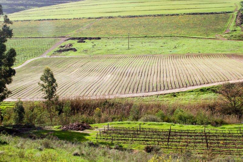 Fertile Valley With Vineyard And Crop Fields Stock Image Image of