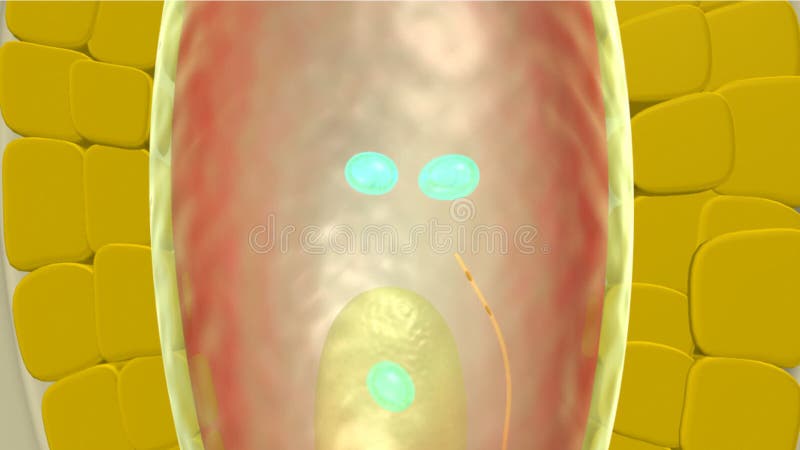 fertilización