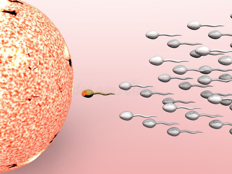 Diseno de pintura ilustrando masculino esperma células fertilización una mujer huevos.