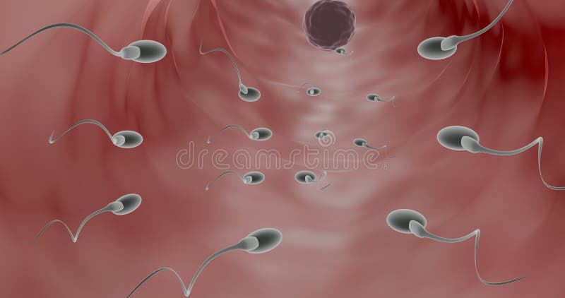 Fertilization in Human in 3d Animation Stock Photo - Image of cells,  health: 192897768